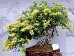 金银花附石盆景的修剪造型与上盆与配土