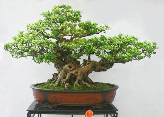 金银花附石盆景的修剪造型与上盆与配土