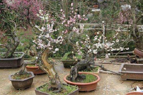 卖花渔村每年可销售盆景花卉约4万盆