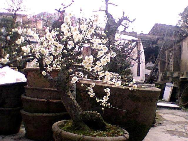 卖花渔村的盆景年收入10万元以上30户