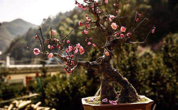 卖花渔村借助互联网销售盆景的经验