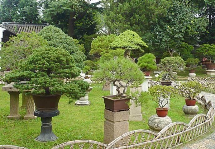 盆景园设计的有哪些难点?