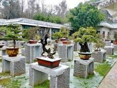 盆景园设计的有哪些难点？