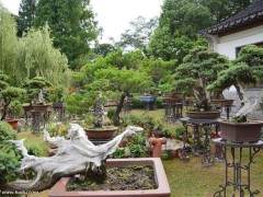 浅谈盆景与园林的设计结合