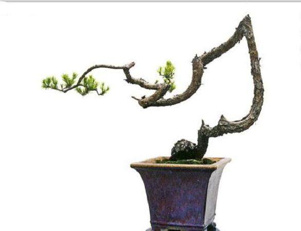 “素仁格”盆景艺术的发源地是海幢寺