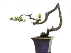 素仁格盆景艺术的发源地是海幢寺