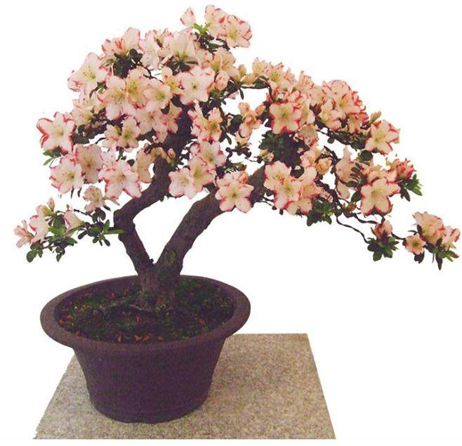 夏鹃盆景的调查问卷的设计评价指标的确定