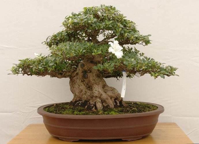 夏鹃盆景的调查问卷的设计评价指标的确定