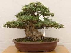 夏鹃盆景的调查问卷的设计评价指标的确定