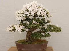 夏鹃品种盆景应用综合评价体系的构建