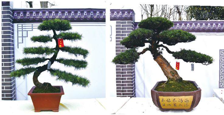 2018 郫都花卉盆景产业发展研讨会