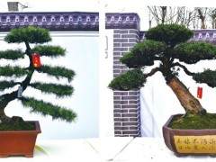 2018 郫都花卉盆景产业发展研讨会