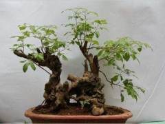 我国的盆景产业着巨大的市场潜力