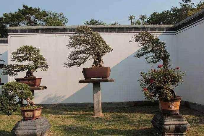 势盆景基本制作方法—以风动式为例