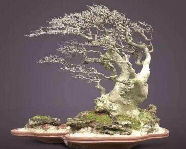 对动势盆景发展的思考与建议