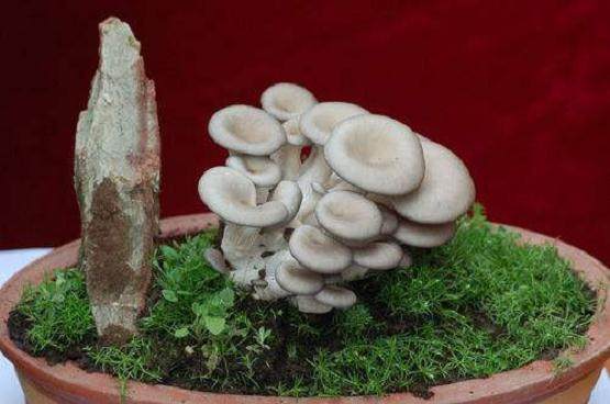 食用菌盆景的栽培过程简单 不需要施肥修剪