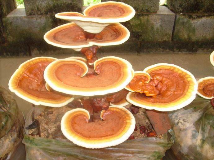 灵芝盆景和猴头菇盆景的制作与保养