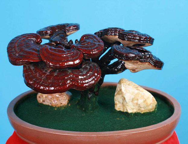 家庭环境下培养食用菌盆景需要注意的问题