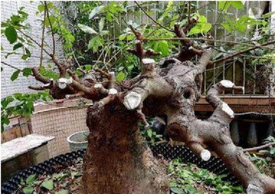 牛人分享养护朴树盆景的技巧