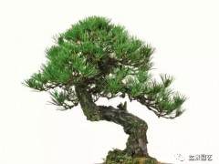 上海春季拍摄-盆景精品赏析