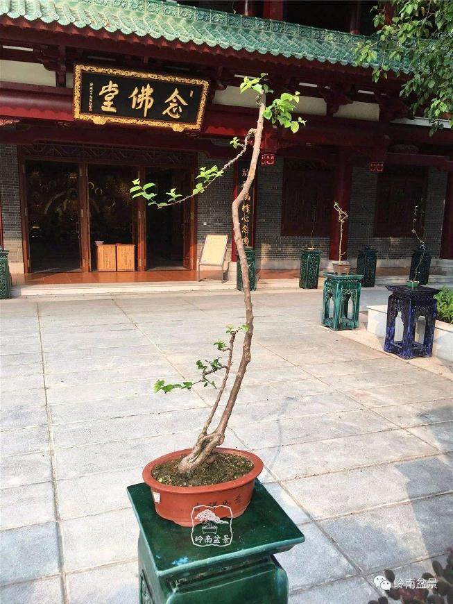 韩学年与素仁格盆景结缘