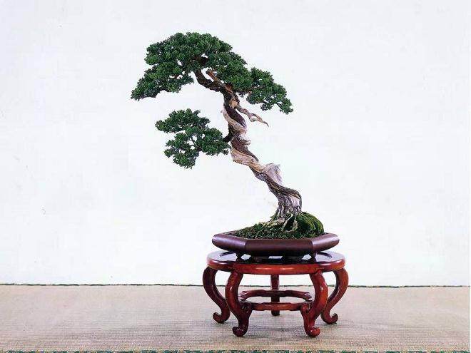 韩学年与素仁格盆景结缘