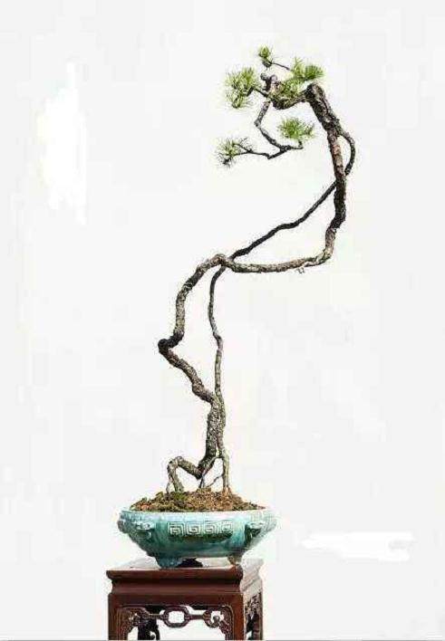 广东顺德的品松丘是韩学年的私家盆景园