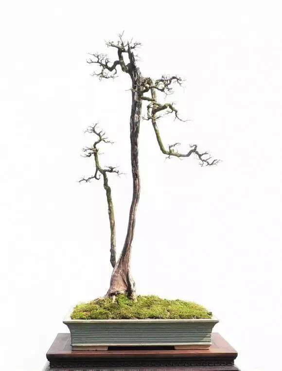 关于素仁格和文人树的争论