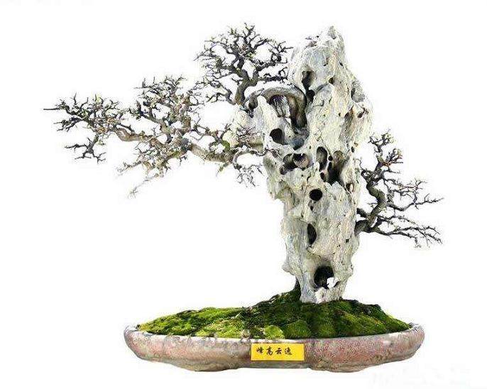 如何做好春季盆景的养护工作?