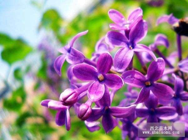 如何养护韩国的紫丁香盆景？