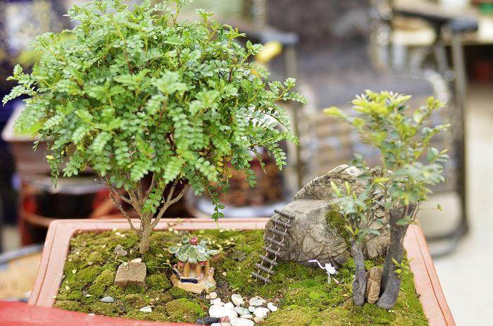 含羞草盆景的养护技巧