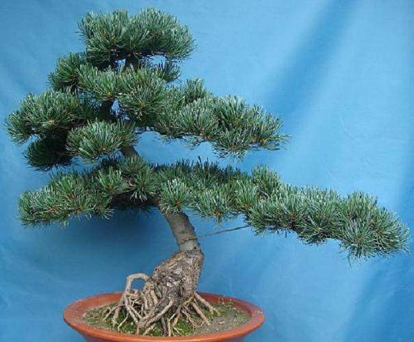 杜松盆景的施肥与修剪