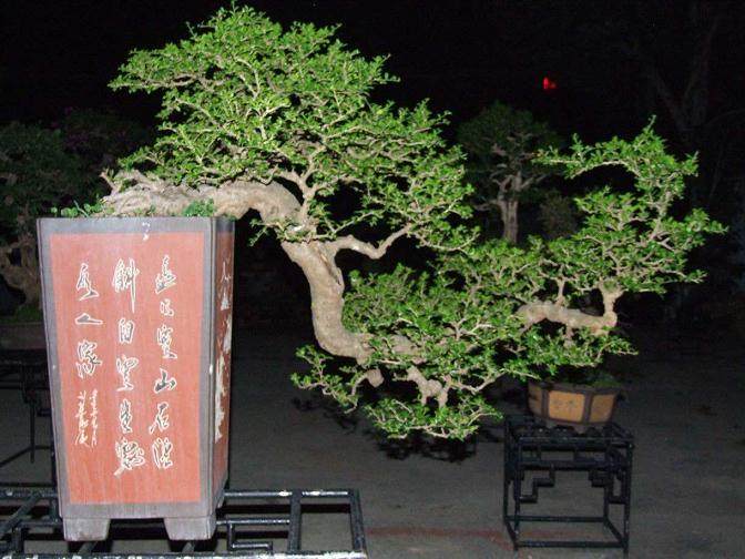 福建茶盆景在冬天要减少浇水