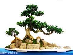 作为颐和园盆景第四代继承人 肩负盆景传承