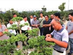 2017年应日本盆景界邀请 赴日本考察盆景产业