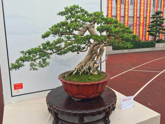 盆景在艺术与美学概念下的含义及其历史