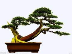 中国盆景艺术的美学构成与特色