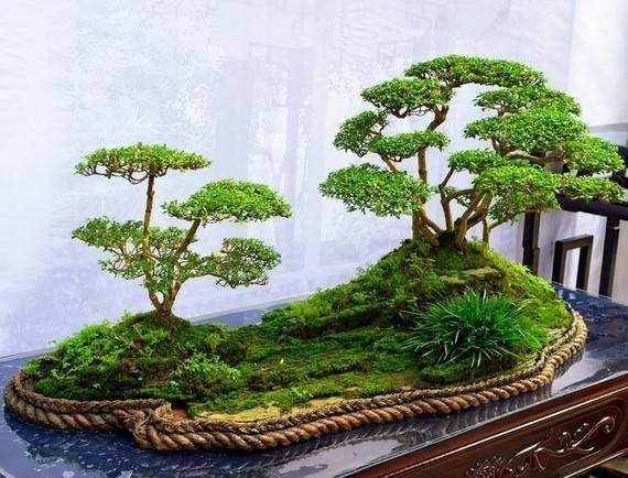 树桩盆景在夏季的修剪与浇水