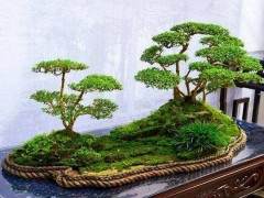 树桩盆景在夏季的修剪与浇水