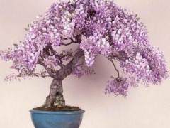 紫藤盆景寿命长生长快耐修剪