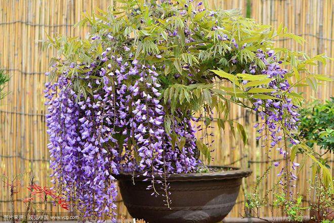 紫藤盆景的修剪造型与养护