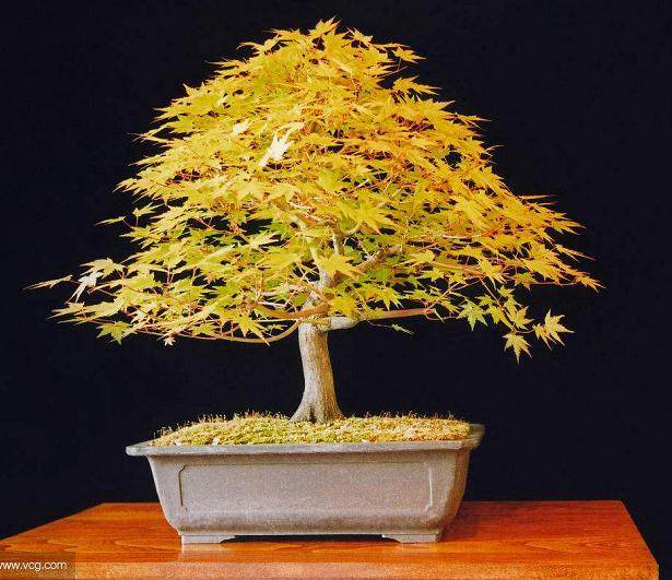 2003年是中国盆景在发展中交流思考的一年