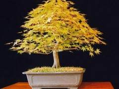 2003年是中国盆景在发展中交流思考的一年