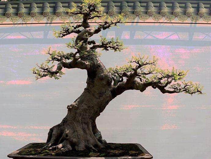 访问陈村花卉世界的岭南盆景之家