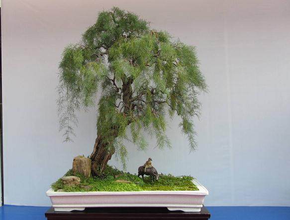 柽柳盆景的修剪与透水