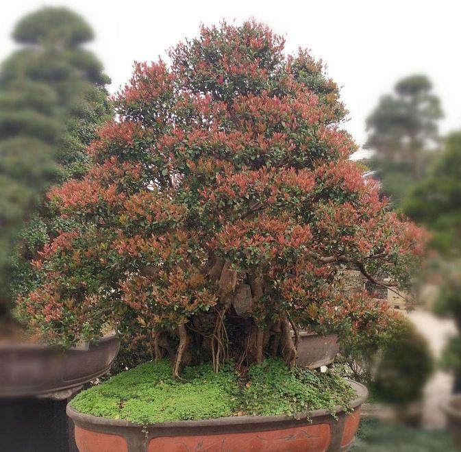 如何通过物件的组合来给盆景造型？