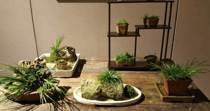 制作菖蒲盆景的三个技巧