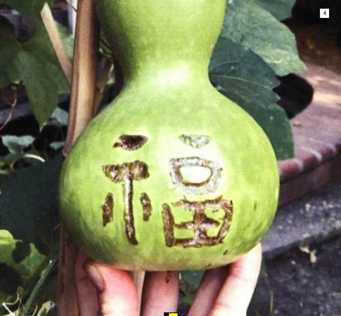 葫芦可以在上面作画、雕刻,作为装饰居室用