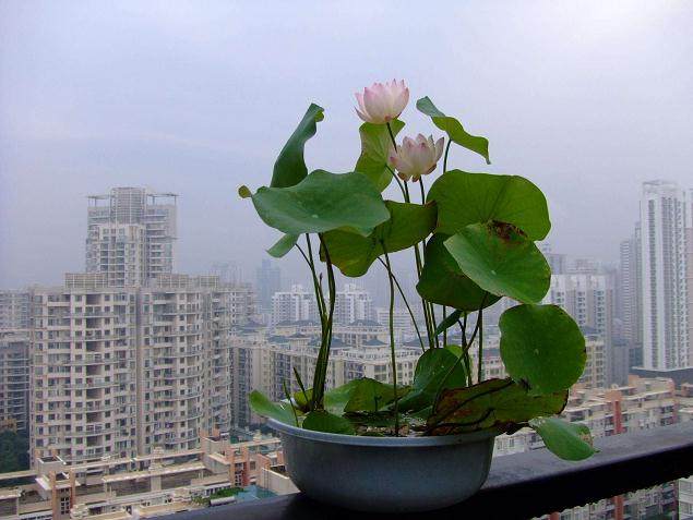 碗莲在生长的过程中易受蚜虫危害