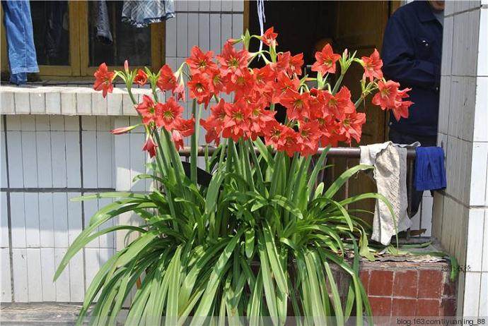 鹤顶兰盆景的栽培与养护